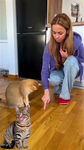 My Cat Thinks I Work for Her 😼🐾 The True Cat Owner Life!