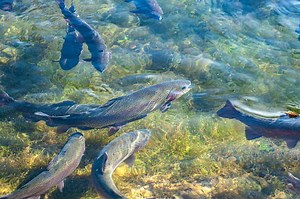 Cooke Aquaculture Pacific Gain Farmed Trout Approval | Fish Focus