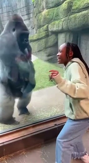 Gorilla DANCES Better Than Humans 😳🦍 | Beautiful Heavy Moves | Zoo Dance Challenge
