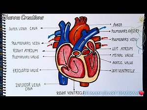 Human Heart/ human heart structure and function /How to draw a diagram of a human heart in easy way