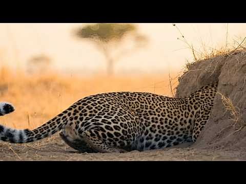 Leopard Gets Stuck While Hunting a Warthog – An Unexpected Ending!