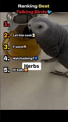 Ranking Best Talking Birds🐦🗣️