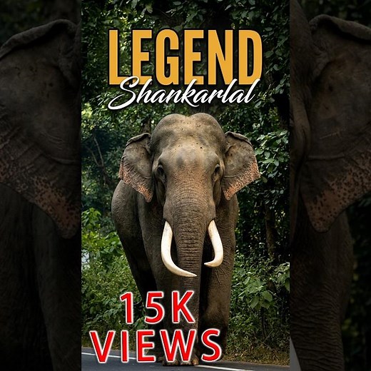 RIP SHANKARLAL biggest wild tusker of West Bengal & Jharkhand. cross SH -2. #wildlife #elephant
