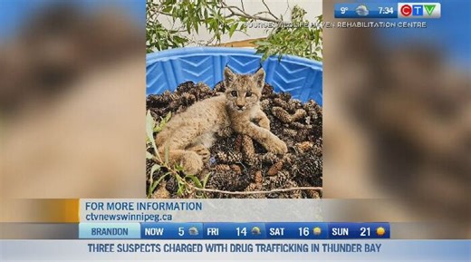 Baby lynx brought into Wildlife Haven