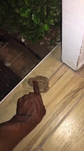 Dude turned into Snow White once he fed the frog 💀😂 🎥 @Robbie Fraser #ladbible #fyp #foryoupage #frog #froggo #petsoftiktok