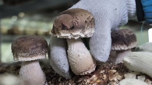 Mushroom Farming as a Scientific Adventure