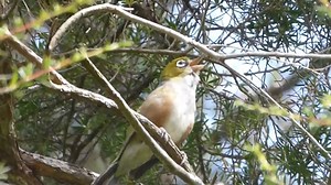 Silvereye or Wax eye singing (Zosterops lateralis) | BIRDS & Nature