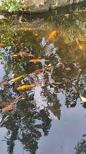 21K views · 168 reactions | Beautiful fishes <3 <3 <3 | Infoworld | Facebook