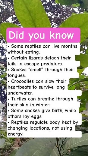 Surprising Facts About Reptiles