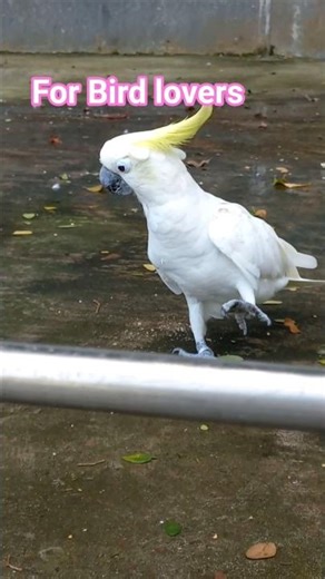 Sulphur-crested Cockatoo #cockatoo #birds #nature
