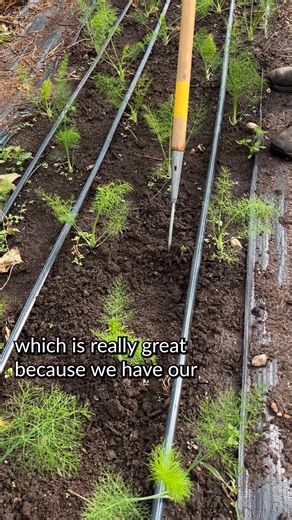 Did you know that there are many different types of garden hoes? The collinear hoe is great for surface-level and precision weeding. Watch this video to learn how to use a collinear hoe! #GardenTools #CollinearHoeTutorial #WeedingTools | Seed Savers Exchange