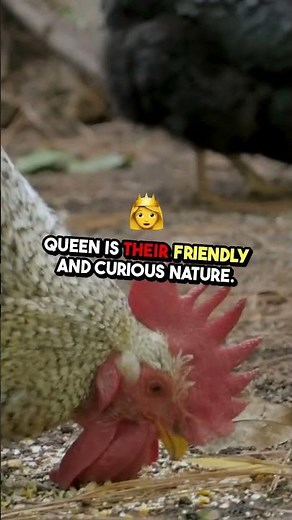 🐔 Cinnamon Queen Chickens: Everything You Need to Know! Unlock Their Secrets ✨