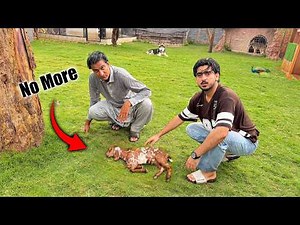 Baby Goat Is No More 😓