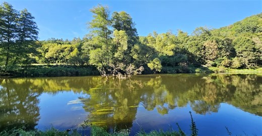Podyjí hlásí nové druhy rostlin: Mračňák, kuřinku a chlupatku huňatou. Brzy přibude ditrichie smradlavá