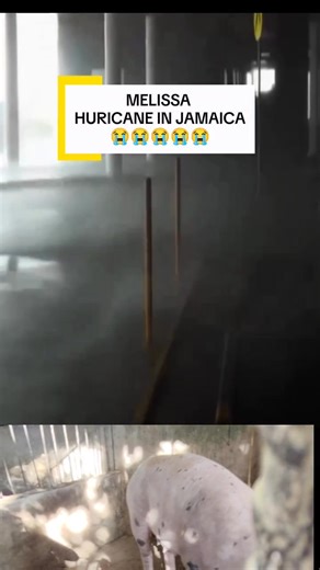1.5M views · 11K reactions | MELISSA HURRICANE IN JAMAICA 梁梁 grabe Ang hagupit nang hangin.. #hurricane #disaster #Kalamidad | Joan Cursame | Facebook