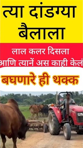 Bull power - जबरदस्त #maharashtra #मराठी #maharashtranews #मराठीताज्याबातम्या