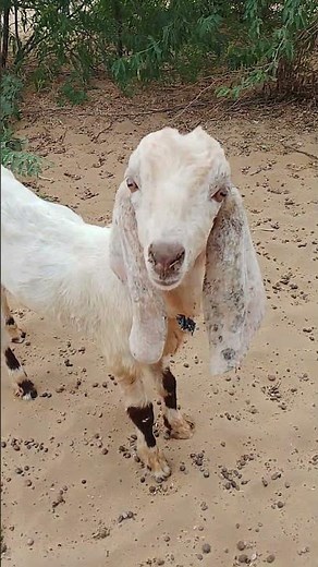 Thar Desert Baby Waking Style – Adorable Scene