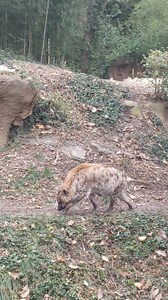 1.6M views · 17K reactions |  Howdy Hyenas! Our two hyenas, female Haji and male Tembo, are enjoying a meaty snack in this video. Contrary to popular belief, hyenas are predators more often than scavengers. Spot them during your next visit to the Zoo! | Saint Louis Zoo | Facebook