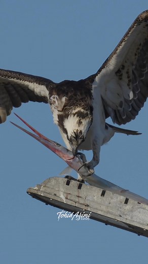 2.1M views · 33K reactions | Female Osprey with a Needlefish. On this day I had the opportunity to film this female Osprey fly in with her Needlefish catch. I didn’t because I thought she was flying in with a small branch as nesting material. . . . #osprey #needlefish #explore #wildlife | Tohid Azimi | Facebook
