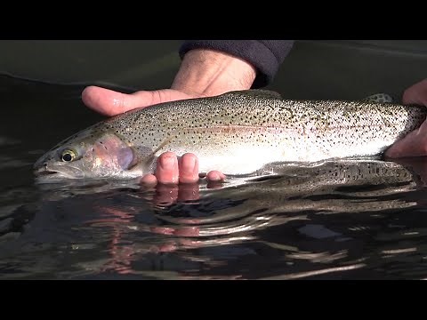 Fly Fishing Montana's Grayling Arm of Hebgen Lake in June [Episode # 63]