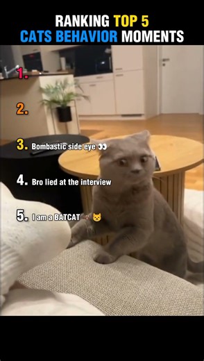 Ranking Top 5 Cats Behavior Moments 🐱😂