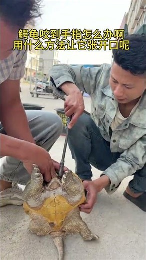 What to do if your finger is bitten by a snapping turtle? Popular Snapping Turtle