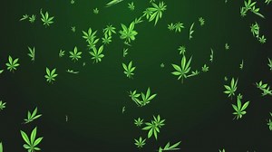 4k Weed Cannabis Drug Leaves Rain Stock Footage Video (100% Royalty-free) 1060009496 | Shutterstock