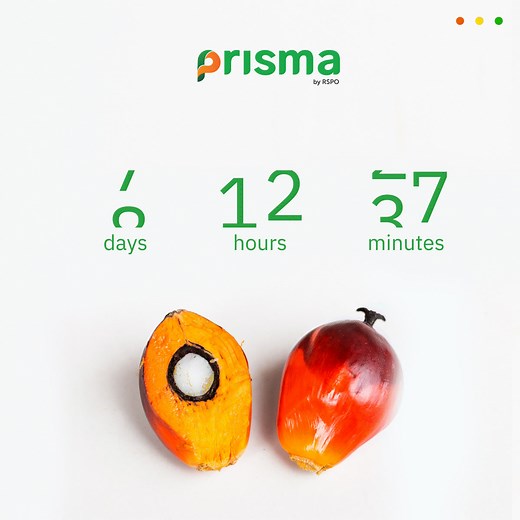 The countdown begins! Our new certification, trade and traceability system, prisma launches in seven days. Learn more here: https://www.prismabyrspo.org/ #RSPO #SustainablePalmOil #prismabyRSPO | Roundtable on Sustainable Palm Oil - RSPO