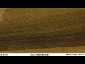 Lignum vitae (Guaiacum spp.)