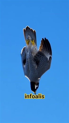 Falcon are fast- flying birds 🐦 #falcon #falcons #birds #birdsshorts