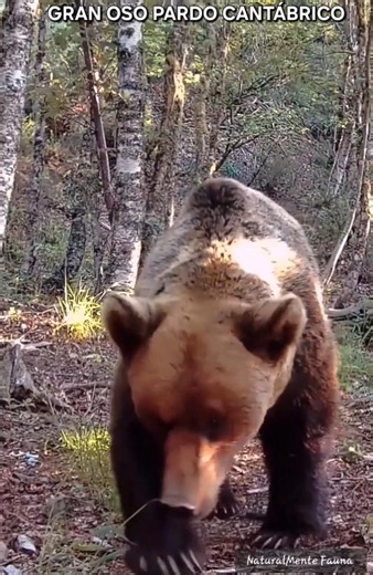 EL OLFATO DEL OSO PARDO #cordilleracantabrica #wildlife #naturaleza