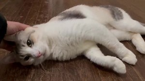 Give Me Shelter Cat Rescue on Reels | Facebook