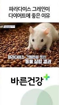 다이어트에 좋은 파라다이스 그레인
