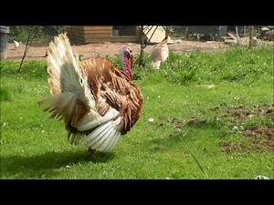 A quick tour of my bee-friendly garden in May