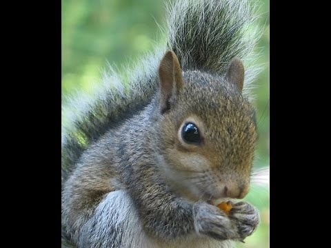Dog Kills Squirrel