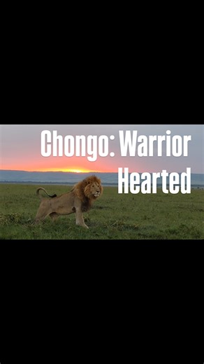 Chongo - the one-eyed “Warrior” and Marsh Pride male (one of 6 male relatives), rises to the challenge as the sun sets over Bila Shaka | Jonathan & Angela Scott