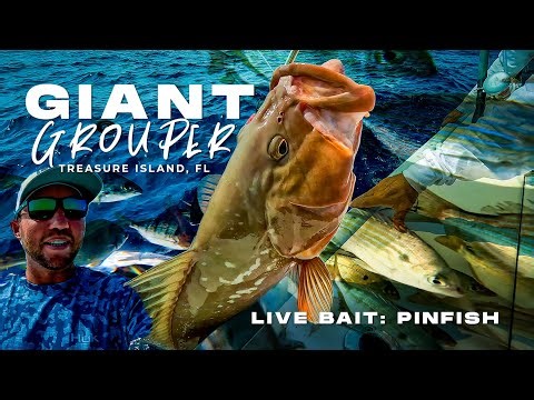 Catching Grouper with Pinfish Live Bait Offshore Fishing in the Gulf of Mexico