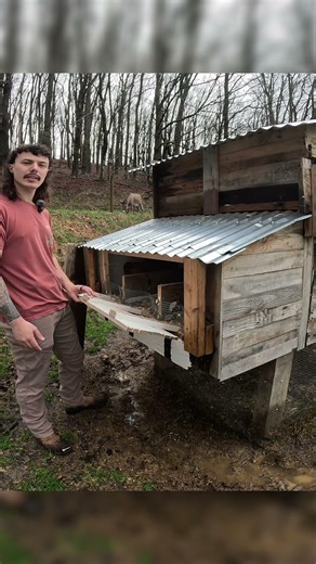 How often do Chickens and Turkeys lay eggs?