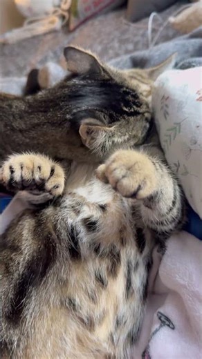 That’s love 💕 🐈🐈