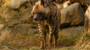 A Striped Hyena Roams Among the Rocks
