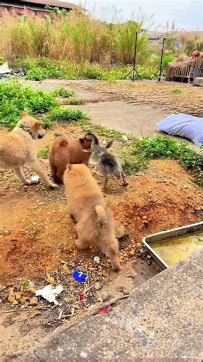 Unbelievable! Dogs and Cats Getting Along Peacefully