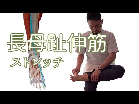 長母趾伸筋のストレッチ　extensor hallucis longus stretching