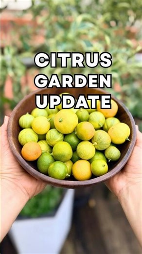 Best Citrus to Grow in Cold Climates