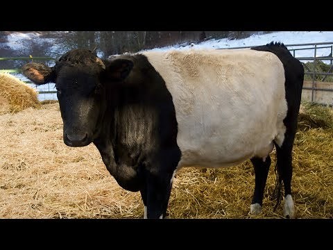 Dutch Belted Cows on Bedded Pack and Babydoll Southdown Sheep