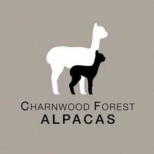 Walking Experience with Alpacas - Charnwood Forest Alpacas