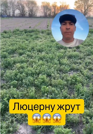 Оригинальный Звук - Трендовая Музыка