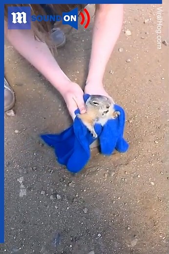 223K views · 2.9K reactions | This gopher NEEDS to consider a new diet plan!  via ViralHog | Daily Mail Video | Facebook