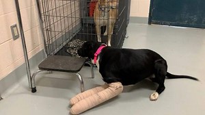 8.6K views · 143 reactions | Holly needs a foster home! She is the absolute sweetest, most active girl around! Unfortunately she has two broken front legs  Can anyone help save this dogs life? Please fill out an application at muttmisfits.com | Mutt Misfits Animal Rescue Society | Facebook