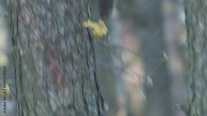 Wild squirrel climbing in tree sitting on the branch