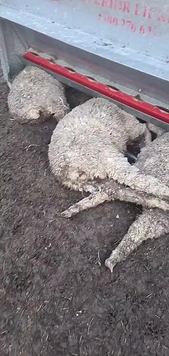 Understanding Sheep Behavior: Exploring their Curious Nature